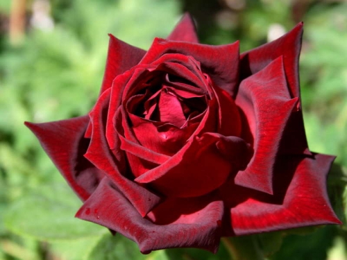 Роза Пападжено