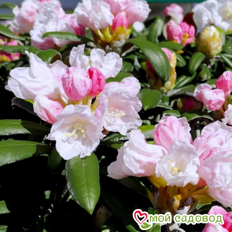 Азалия/Рододендрон вечнозеленый Шнеевитхен