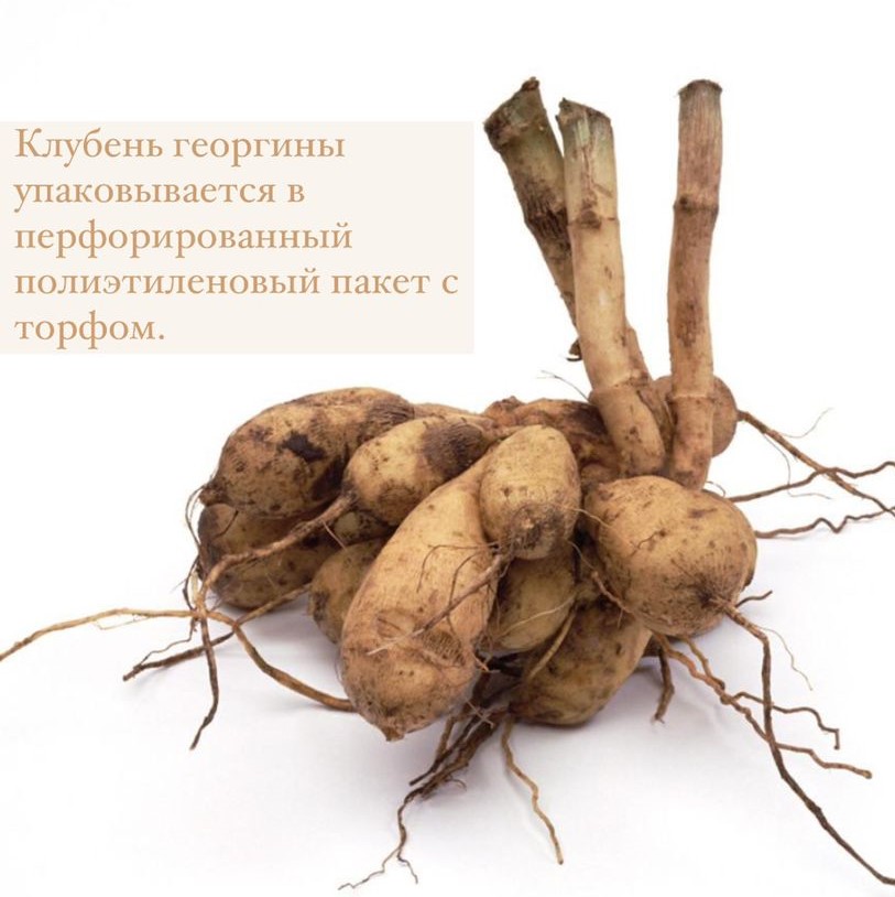 Георгина МИНГУС АЛЕКС