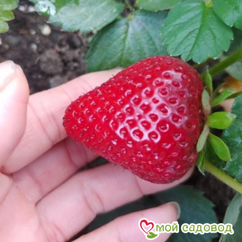 Клубника Кабрилло (Cabrillo)