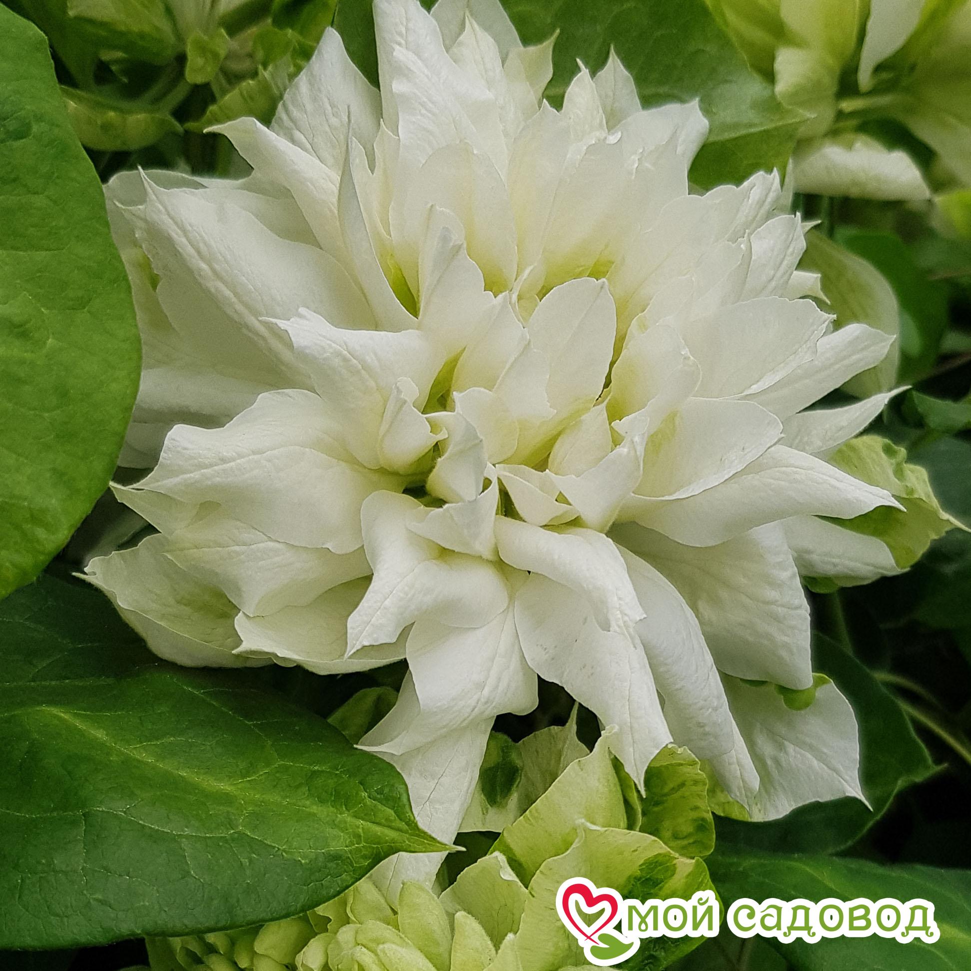 Клематис ДЮШЕС ЭДИНБУРГА