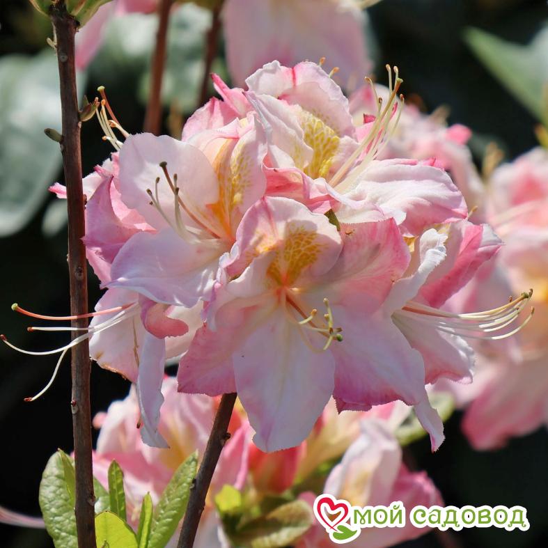 Азалия/Рододендрон листопадный Сатоми