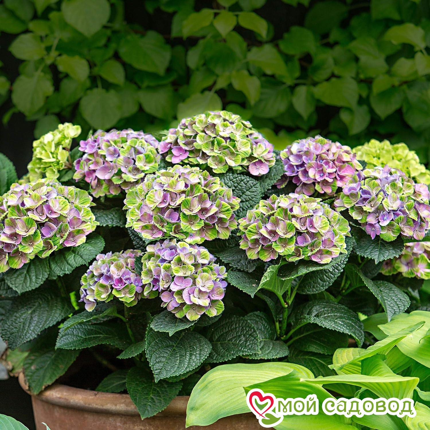 Гортензия Мэджикал Революшн