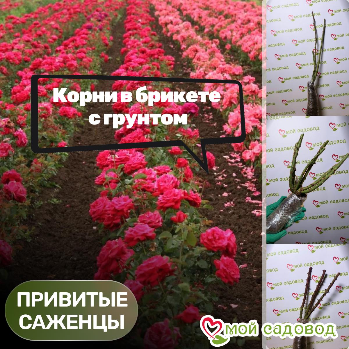 Роза Коко Локо