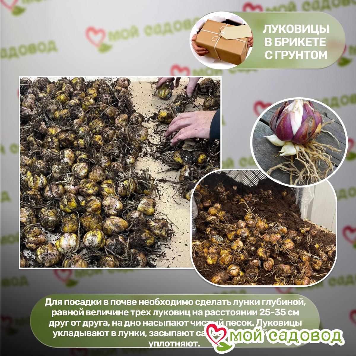 Лилия Трогон азиатская