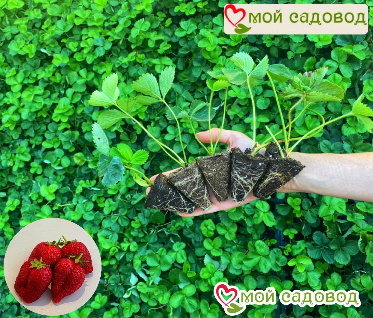 Клубника Алая Мечта (ампельная для подоконника)